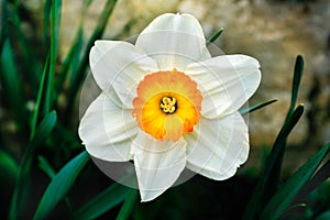 Beautiful delicate, single white petal daffodil flower with a golden, orange and yellow centre