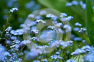 Beautiful delicate small forget me not flowers on a green background slow motion close up view