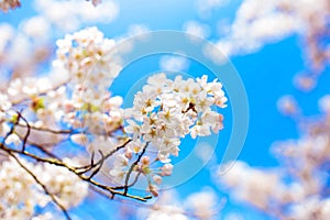 Beautiful delicate spring flowers of Japanese cherry blossom sakura