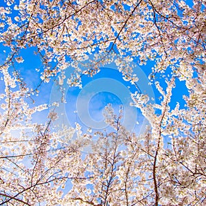 Beautiful delicate spring flowers of Japanese cherry blossom sakura