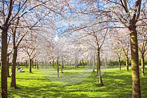 Beautiful delicate spring flowers of Japanese cherry blossom sakura