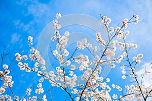 Beautiful delicate spring flowers of Japanese cherry blossom sakura