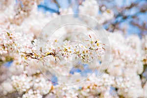 Beautiful delicate spring flowers of Japanese cherry blossom sakura