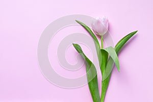 Beautiful delicate tulip flower on pink paper background with copy space