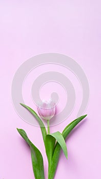 Beautiful delicate tulip flower on pink paper background. Vertical banner with copy space