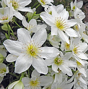 Beautiful delicate white clematis daisy daisies flowers petals spring summer plants