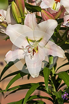 A beautiful delicate white lily flower grows among green leaves in the open ground.