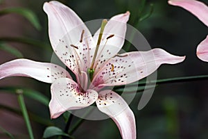 Beautiful delicate white lily with pink at the center,