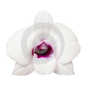 Beautiful delicate white orchid flower isolated on white.