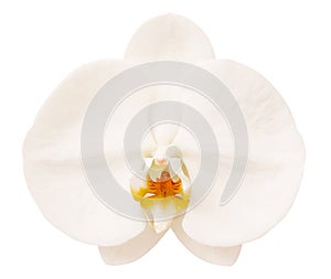 Beautiful delicate white orchid flower isolated on white background
