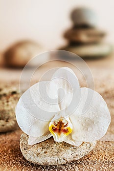 Beautiful delicate white orchid on a seashore