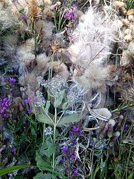 Beautiful and delicate wild herbs and flowers d