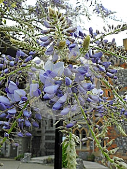 Beautiful delicate wisteria flowers petals spring summer plants