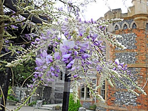 Beautiful delicate wisteria flowers petals spring summer plants