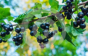 Beautiful, delicious blackcurrant berries on a branch