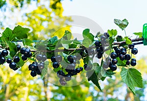 Beautiful, delicious blackcurrant berries on a branch