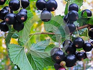 Beautiful, delicious blackcurrant berries on a branch