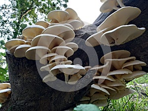 Beautiful and delicious Mushroom Toadstool ; Bongaon, West Bengal, India