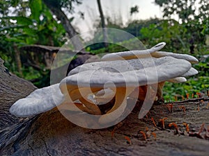 Beautiful and delicious Mushroom Toadstool ; Bongaon, West Bengal, India