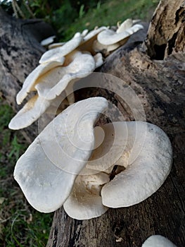 Beautiful and delicious Mushroom Toadstool ; Bongaon, West Bengal, India