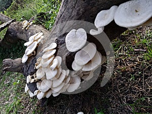 Beautiful and delicious Mushroom Toadstool ; Bongaon, West Bengal, India