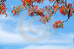 Beautiful Delonix Regia in red bloom, located at a park in VietNam, in summer season, with blue sky,may use as background