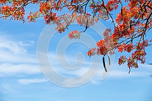 Beautiful Delonix Regia in red bloom, located at a park in VietNam, in summer season, with blue sky,may use as background