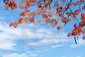 Beautiful Delonix Regia in red bloom, located at a park in VietNam, in summer season, with blue sky,may use as background