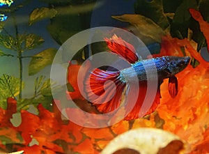 Beautiful delta tail betta fish inside an aquarium