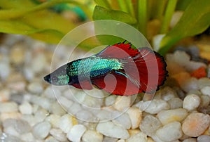 Beautiful delta tail betta fish inside an aquarium