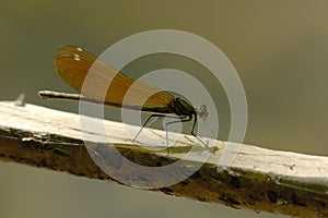 Beautiful Demoiselle - Calopteryx virgo