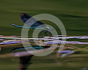 Beautiful Demoiselle, Calopteryx virgo