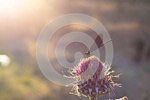 Beautiful Demoiselle Calopteryx Virgo on cotton thistle at sunset