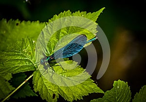 The beautiful demoiselle Calopteryx virgo dragonfly