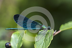 beautiful demoiselle Calopteryx virgo dragonfly resting