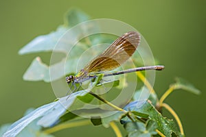 beautiful demoiselle Calopteryx virgo dragonfly resting