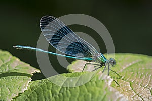 beautiful demoiselle Calopteryx virgo dragonfly resting