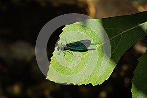 Beautiful Demoiselle Calopteryx virgo on green leaf. Kazdaglari Ida Mountain National Park. Metallic blue and green colors