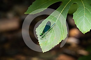 Beautiful Demoiselle Calopteryx virgo on green leaf. Kazdaglari Ida Mountain National Park. Metallic blue and green colors