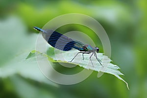 Beautiful demoiselle Calopteryx virgo on leaf