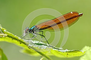 Beautiful Demoiselle Damselfly - Calopteryx virgo eating its prey.