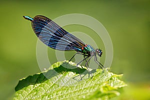 Beautiful Demoiselle Damselfly - Calopteryx virgo resting on a leaf.