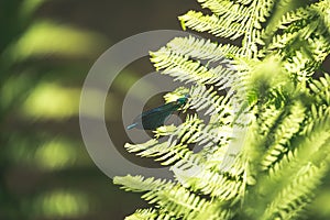 The beautiful demoiselle damselfly on green fern leaf