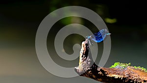 Beautiful Demoiselle dragonfly , landing for a tree over the water