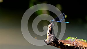Beautiful Demoiselle dragonfly , landing for a tree over the water