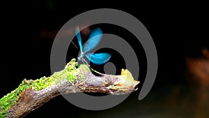 Beautiful Demoiselle dragonfly , landing for a tree over the water