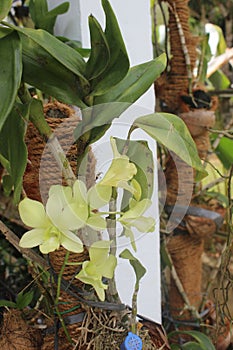 beautiful dendrobium areedang green orchid flowers