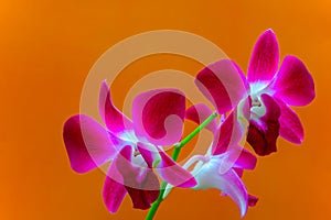 Beautiful dendrobium nopporn pink orchids