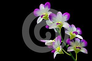 Beautiful dendrobium nopporn pink white orchids