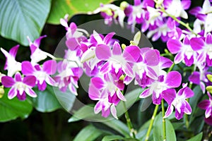 Beautiful Dendrobium Orchids